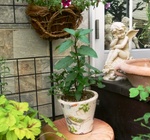 mint-provanspot02ws.JPG